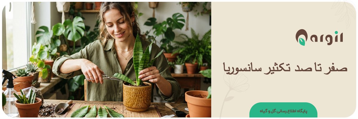 انواع روش‌های تکثیر سانسوریا | 0 تا 100 قلمه زدن سانسوریا